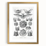Modern Wall Art: Chiroptera Study - Contemporary Nature Print