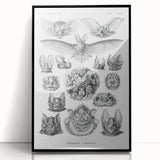 Modern Wall Art: Chiroptera Study - Contemporary Nature Print