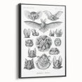 Modern Wall Art: Chiroptera Study - Contemporary Nature Print