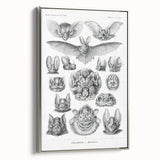 Modern Wall Art: Chiroptera Study - Contemporary Nature Print