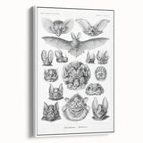 Modern Wall Art: Chiroptera Study - Contemporary Nature Print