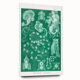 Modern Wall Art: Siphonophorae Study - Abstract Nature Design