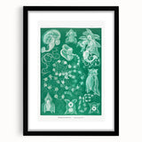 Modern Wall Art: Siphonophorae Study - Abstract Nature Design