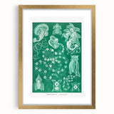 Modern Wall Art: Siphonophorae Study - Abstract Nature Design