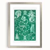 Modern Wall Art: Siphonophorae Study - Abstract Nature Design