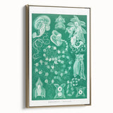 Modern Wall Art: Siphonophorae Study - Abstract Nature Design