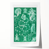 Modern Wall Art: Siphonophorae Study - Abstract Nature Design