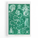 Modern Wall Art: Siphonophorae Study - Abstract Nature Design