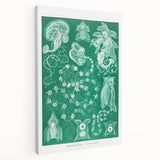 Modern Wall Art: Siphonophorae Study - Abstract Nature Design