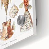 Modern Wall Art: Boxfish Study - Vibrant Marine Life Print