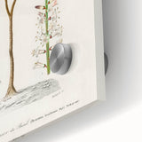 Romanticism Art: Dracaena Brasiliensis Botanical Illustration Canvas