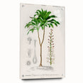 Romanticism Art: Dracaena Brasiliensis Botanical Illustration Canvas