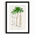Romanticism Art: Dracaena Brasiliensis Botanical Illustration Canvas
