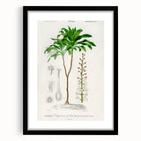 Romanticism Art: Dracaena Brasiliensis Botanical Illustration Canvas
