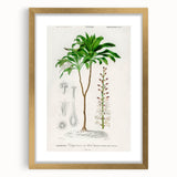 Romanticism Art: Dracaena Brasiliensis Botanical Illustration Canvas