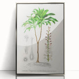 Romanticism Art: Dracaena Brasiliensis Botanical Illustration Canvas