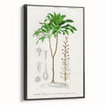 Romanticism Art: Dracaena Brasiliensis Botanical Illustration Canvas