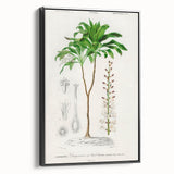 Romanticism Art: Dracaena Brasiliensis Botanical Illustration Canvas
