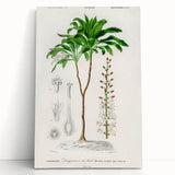 Romanticism Art: Dracaena Brasiliensis Botanical Illustration Canvas