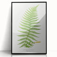 Athyrium Filix–Femina Lady Fern Print - Detailed Realism Botanical Art