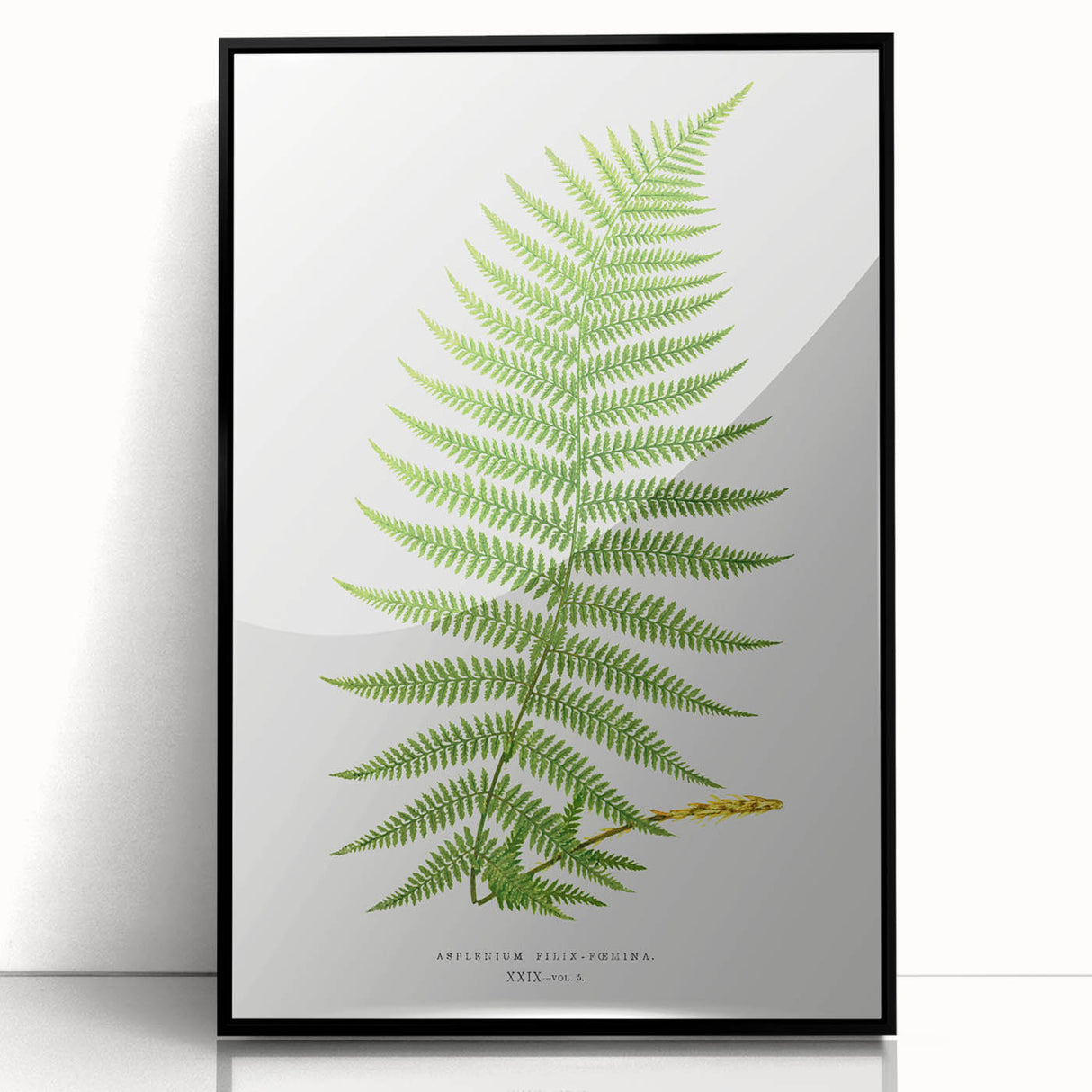 Athyrium Filix–Femina Lady Fern Print - Detailed Realism Botanical Art