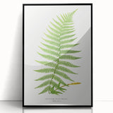 Athyrium Filix–Femina Lady Fern Print - Detailed Realism Botanical Art