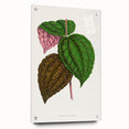 Romanticism Art: Bertolonia Guttata Botanical Illustration Canvas