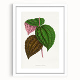 Romanticism Art: Bertolonia Guttata Botanical Illustration Canvas