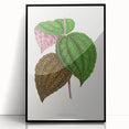 Romanticism Art: Bertolonia Guttata Botanical Illustration Canvas