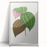 Romanticism Art: Bertolonia Guttata Botanical Illustration Canvas