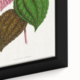 Romanticism Art: Bertolonia Guttata Botanical Illustration Canvas