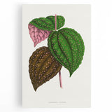 Romanticism Art: Bertolonia Guttata Botanical Illustration Canvas