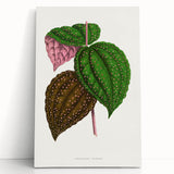 Romanticism Art: Bertolonia Guttata Botanical Illustration Canvas