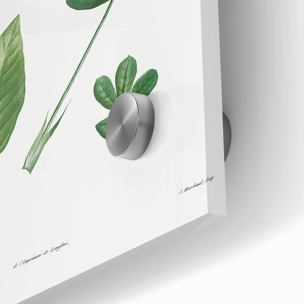 Neoclassical Botanical Art Print - Tree Leaf Set by Redouté