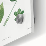 Neoclassical Botanical Art Print - Tree Leaf Set by Redouté