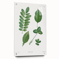 Neoclassical Botanical Art Print - Tree Leaf Set by Redouté