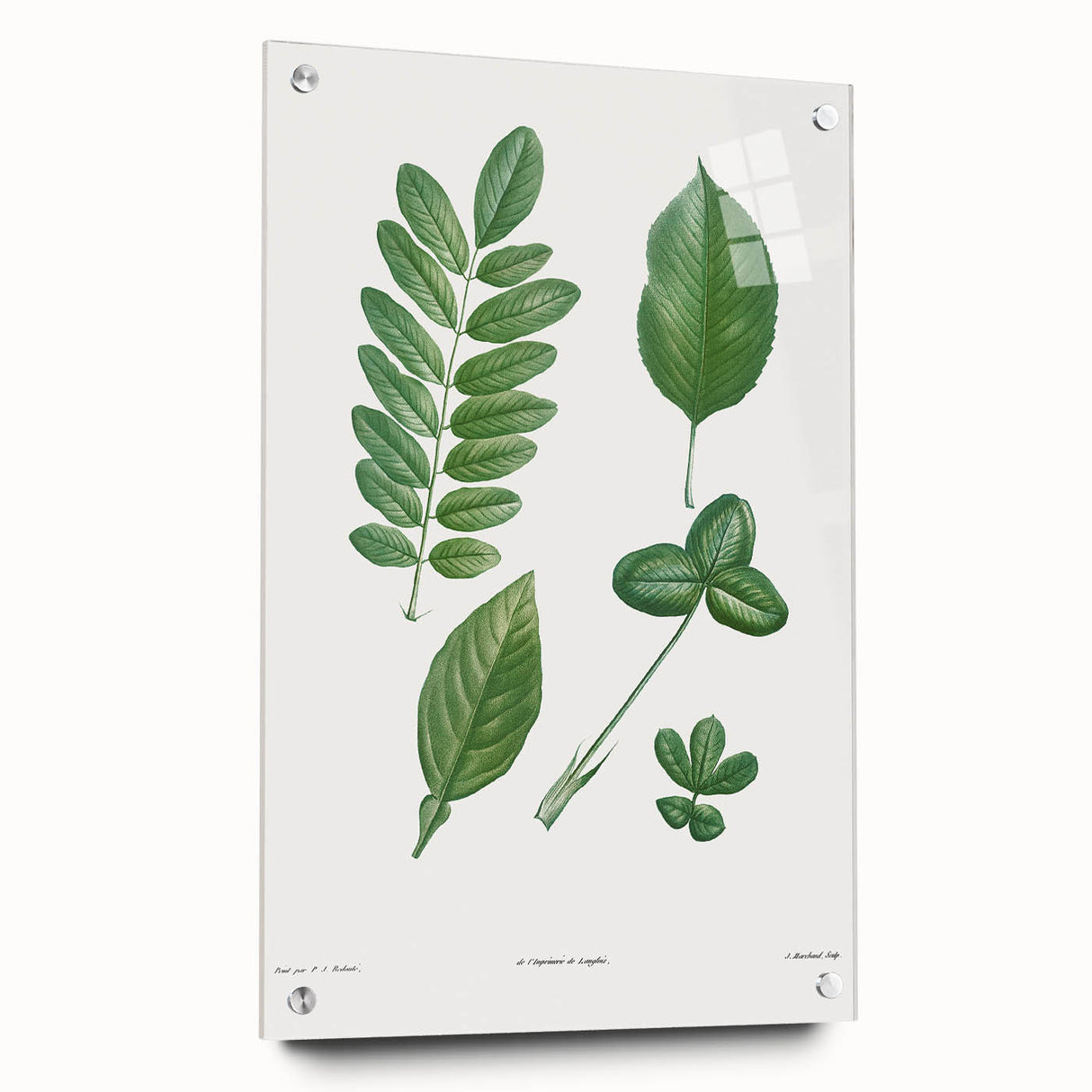 Neoclassical Botanical Art Print - Tree Leaf Set by Redouté