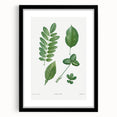 Neoclassical Botanical Art Print - Tree Leaf Set by Redouté