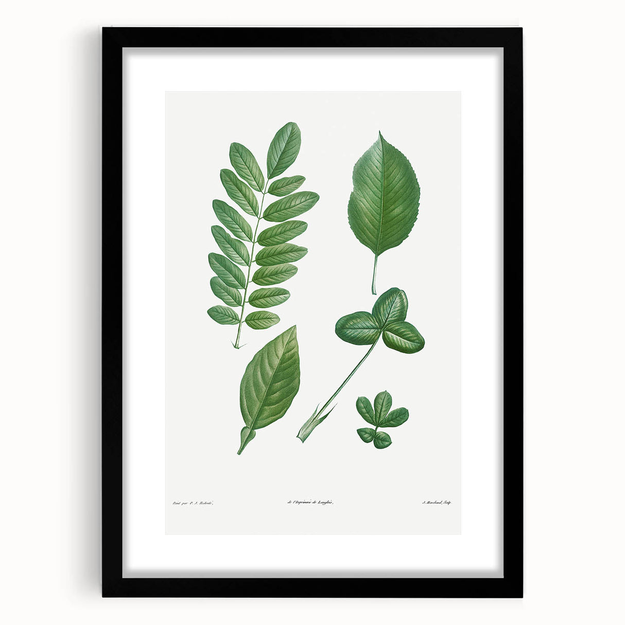 Neoclassical Botanical Art Print - Tree Leaf Set by Redouté