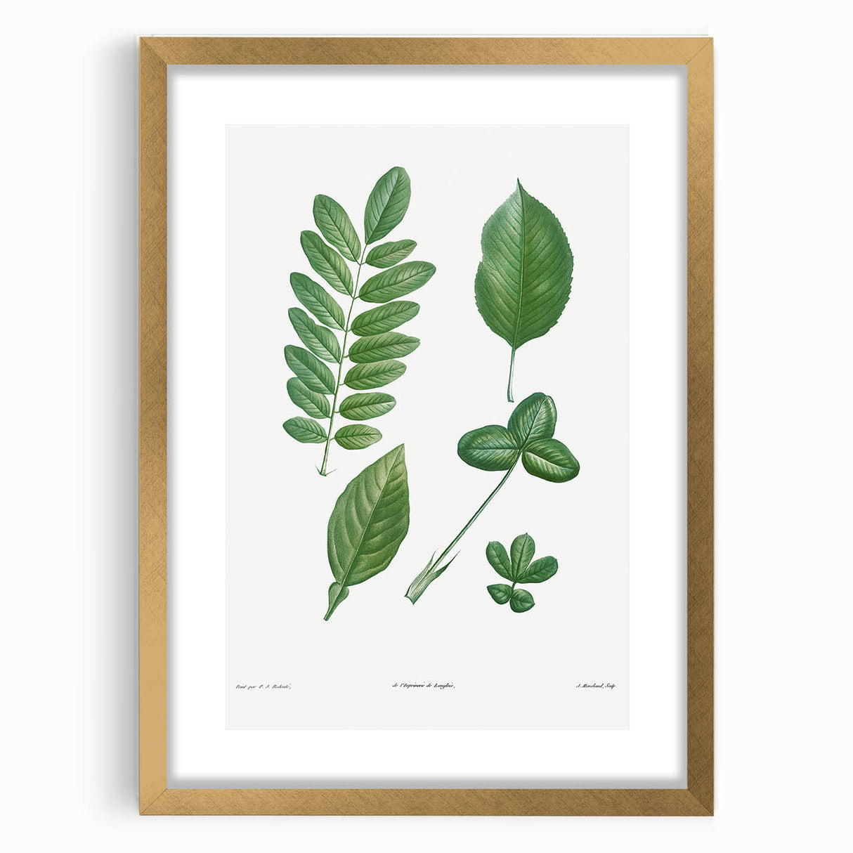 Neoclassical Botanical Art Print - Tree Leaf Set by Redouté