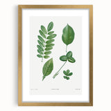 Neoclassical Botanical Art Print - Tree Leaf Set by Redouté