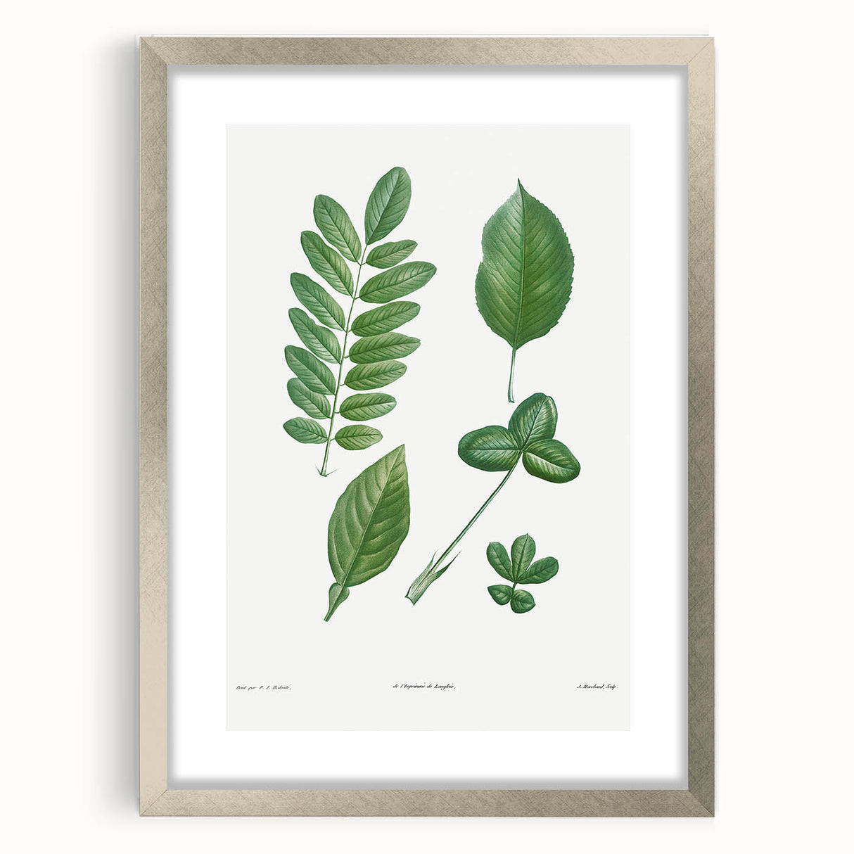 Neoclassical Botanical Art Print - Tree Leaf Set by Redouté