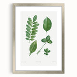 Neoclassical Botanical Art Print - Tree Leaf Set by Redouté