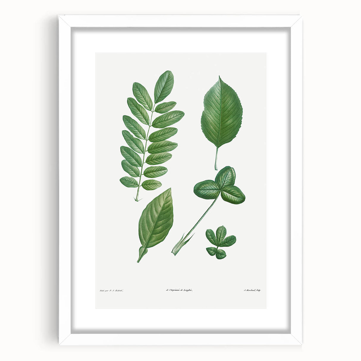 Neoclassical Botanical Art Print - Tree Leaf Set by Redouté