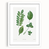 Neoclassical Botanical Art Print - Tree Leaf Set by Redouté