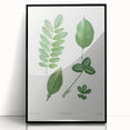 Neoclassical Botanical Art Print - Tree Leaf Set by Redouté