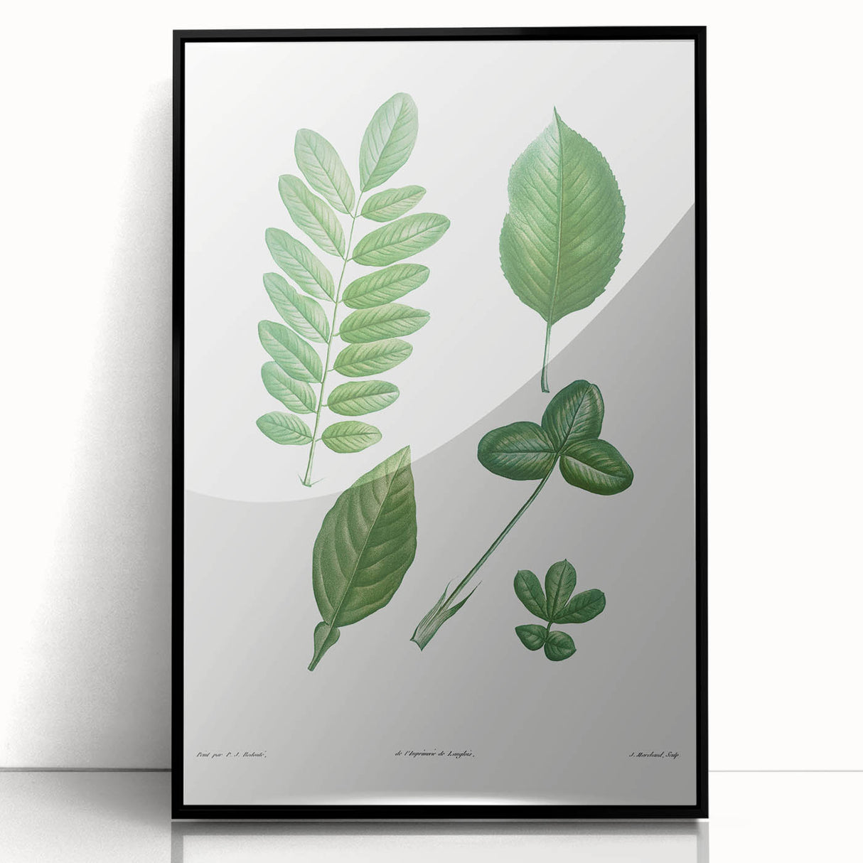 Neoclassical Botanical Art Print - Tree Leaf Set by Redouté