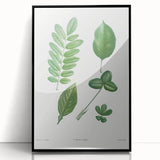 Neoclassical Botanical Art Print - Tree Leaf Set by Redouté
