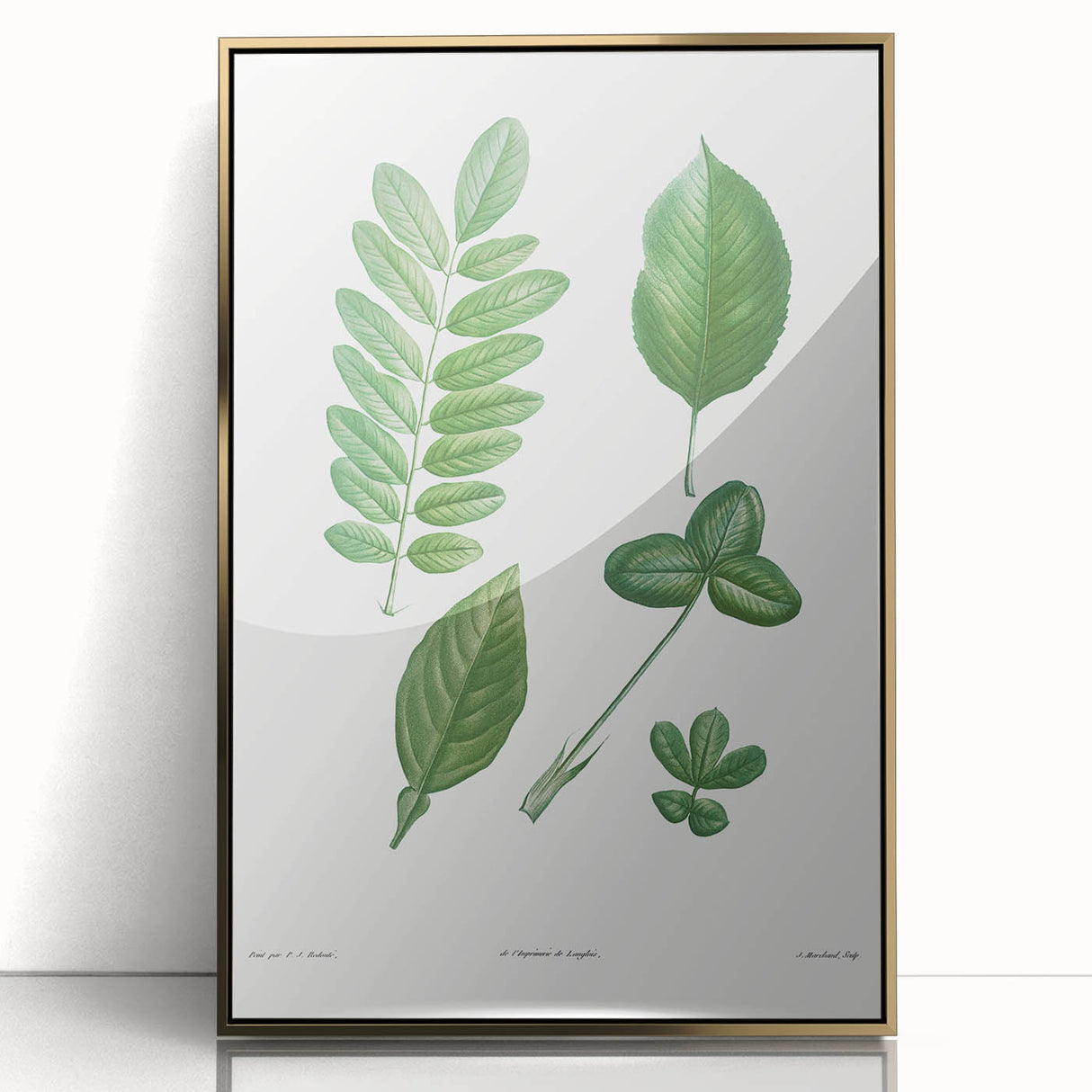 Neoclassical Botanical Art Print - Tree Leaf Set by Redouté