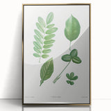 Neoclassical Botanical Art Print - Tree Leaf Set by Redouté